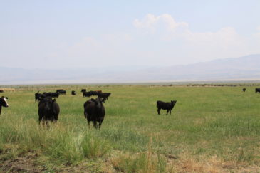 farms land for sale oregon nevada moser ranch
