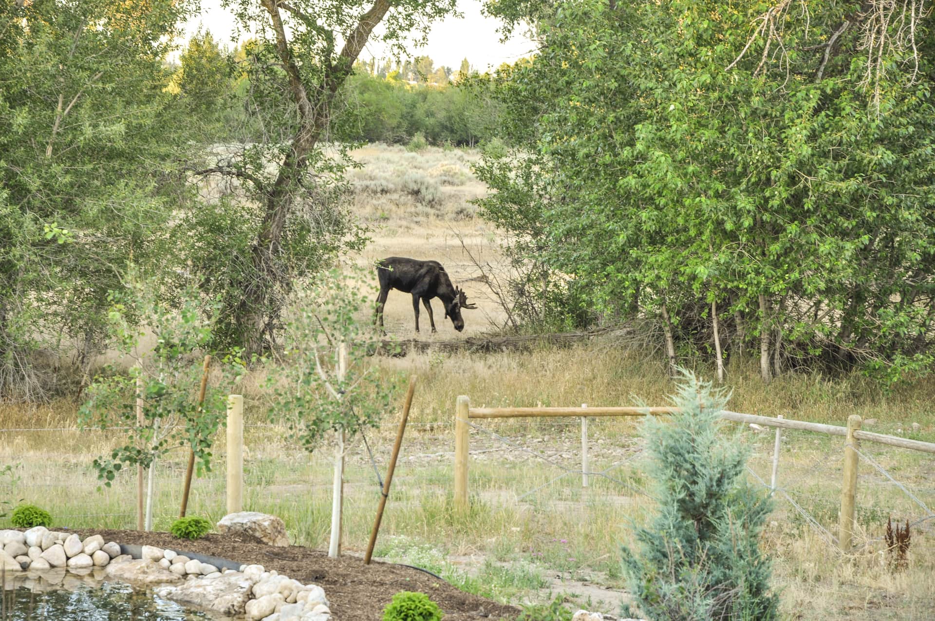 Henry's Fork Ranch Bull Moose below House