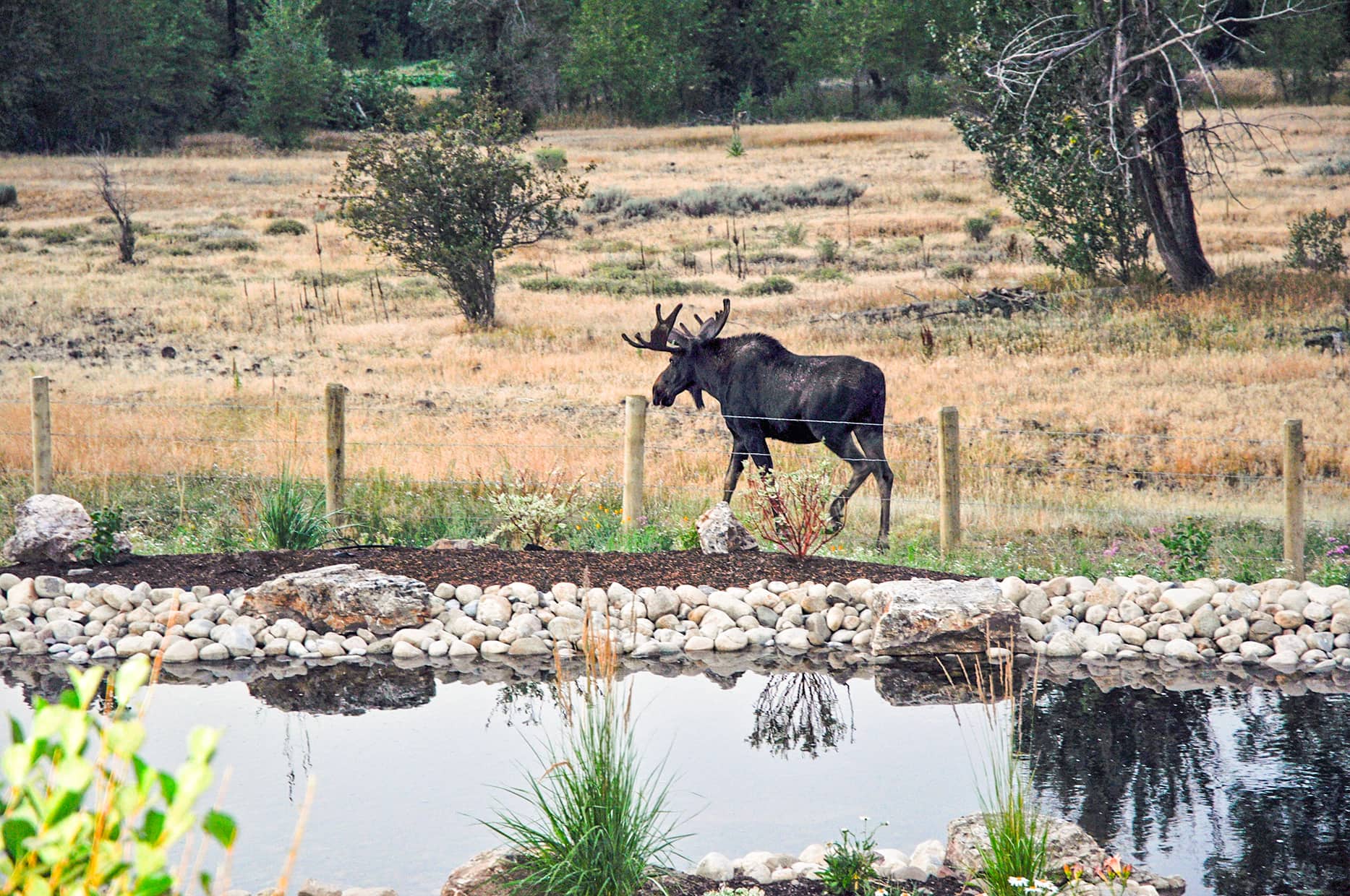 Henry's Fork Ranch Bull Moose in the back yard at Henry's Fork Riverview Ranch