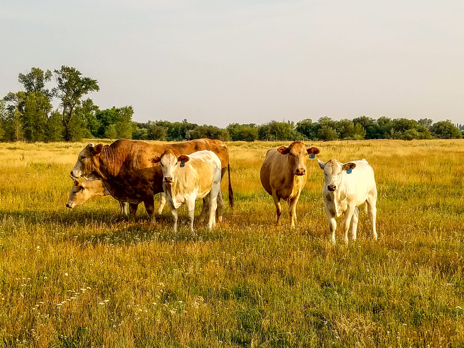Henry's Fork Ranch Cows