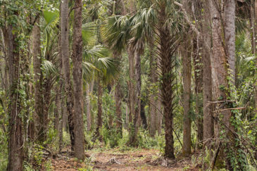 Florida Land For Sale Trafford Lake