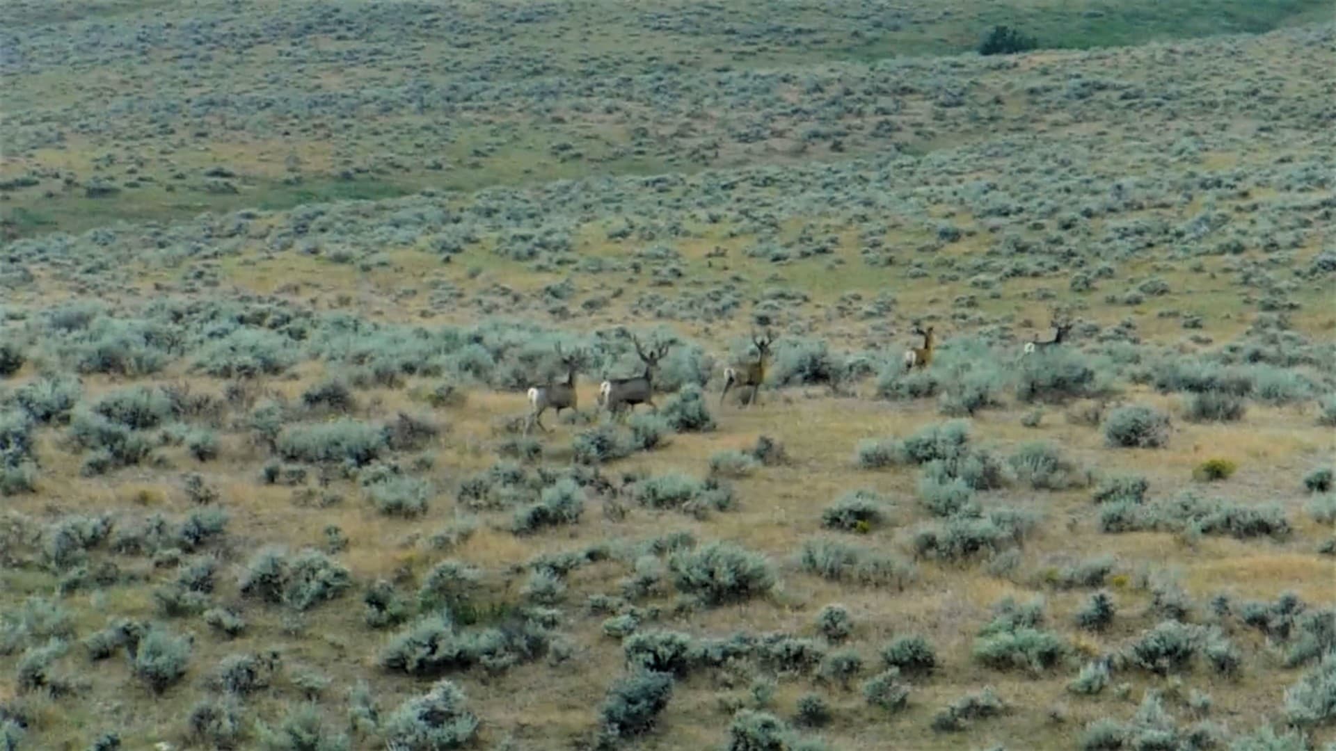 mule deer bucks rockin 99 ranch roberts montana