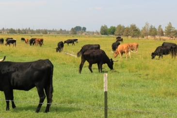 oregon-cattle-ranch-for-sale-rancher's-dream
