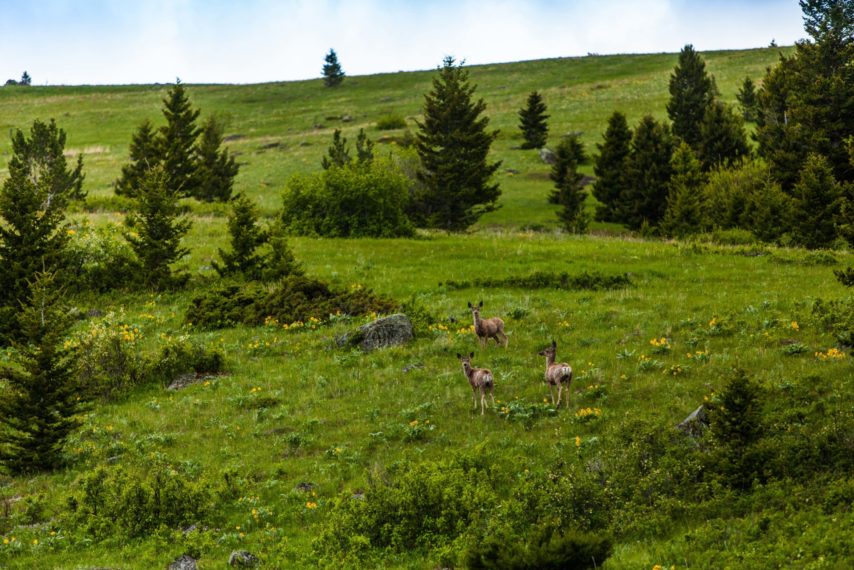 Elk Haven Ranch Montana Elk Property For Sale Fay Ranches