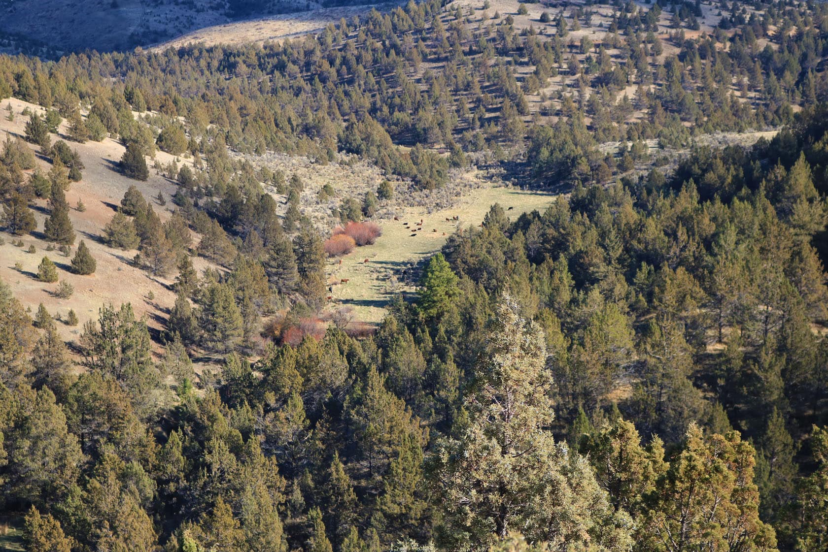 aerial view of cows oregon indian camp on pine creek