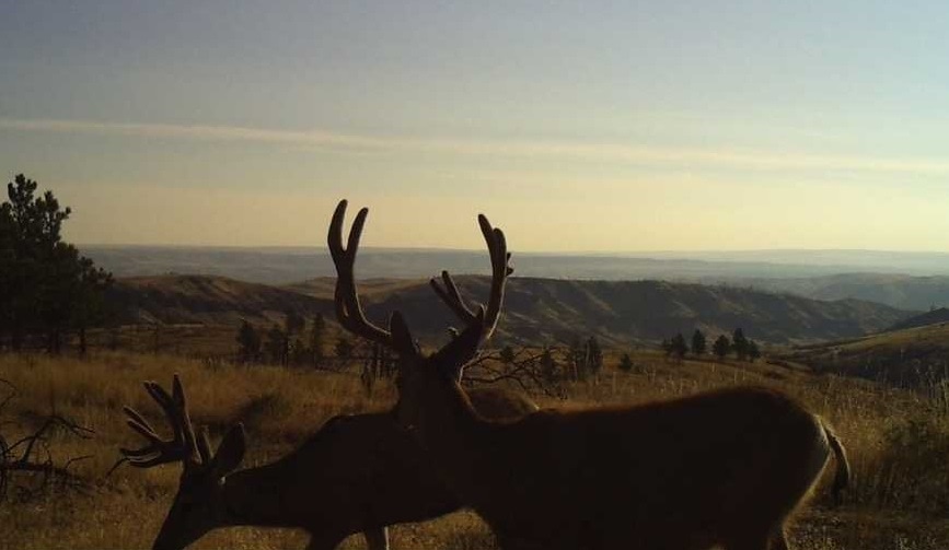 Bull Elk Montana Silver Creek Elk Preserve