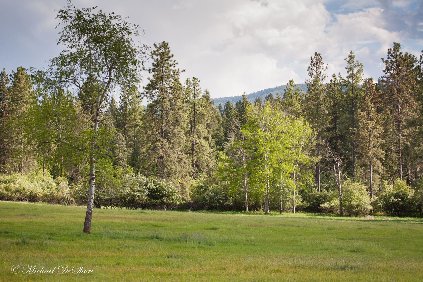 Field and Trees Leaping Horse Farm MT Property for Sale