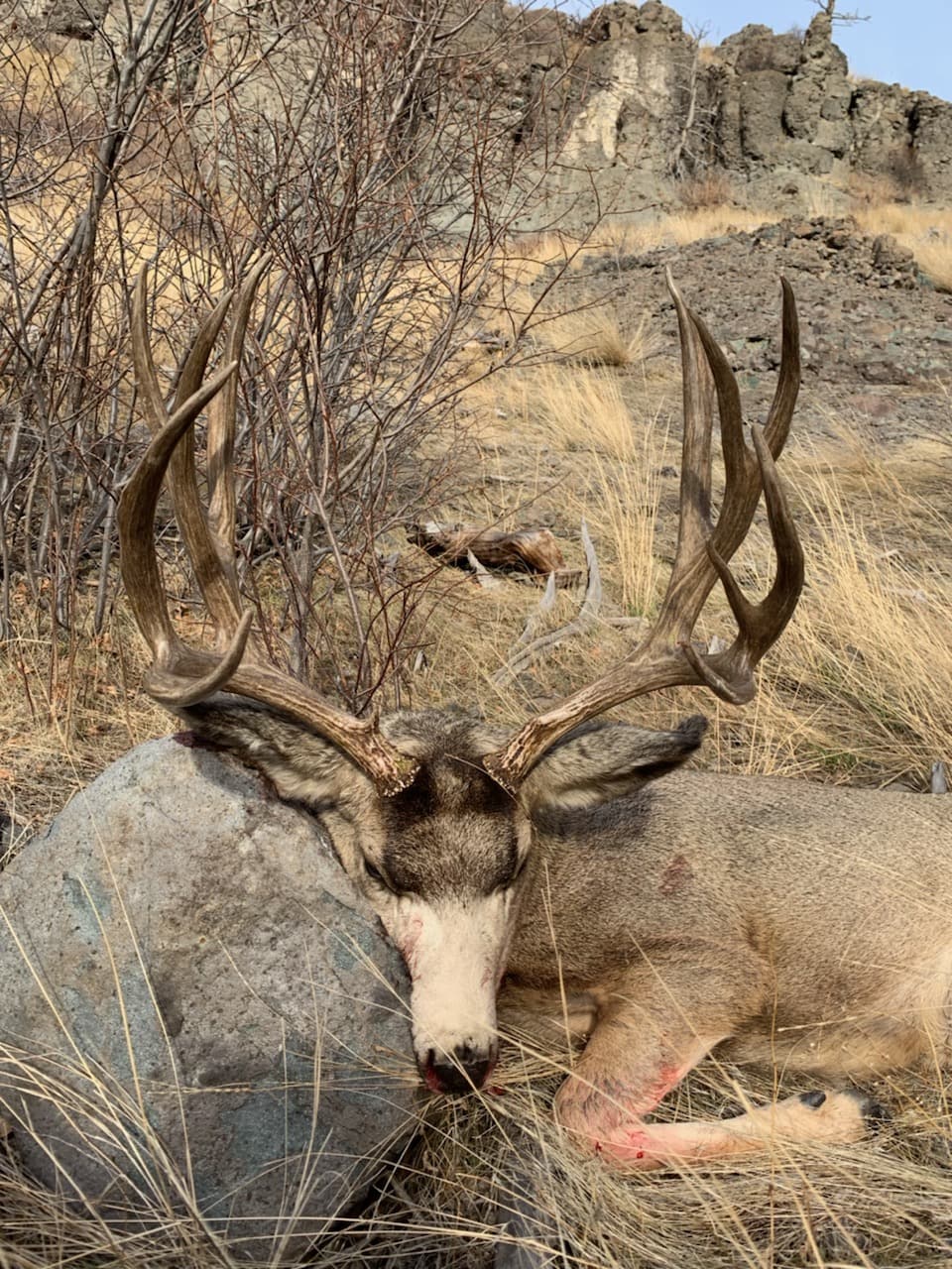 Harvested Mule Deer Montana Silver Creek Elk Preserve