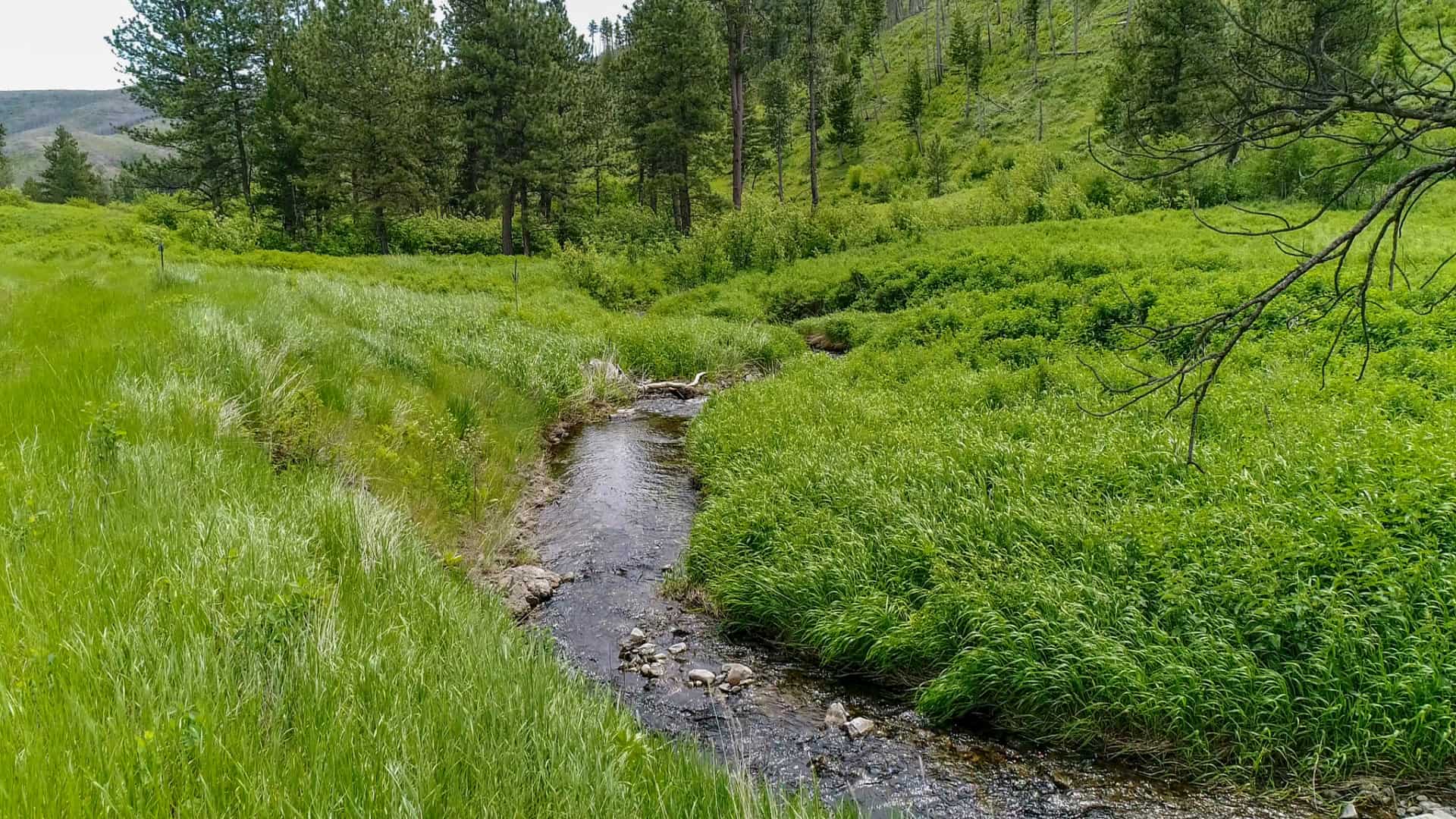 Stream Close Up Montana Silver Creek Elk Preserve