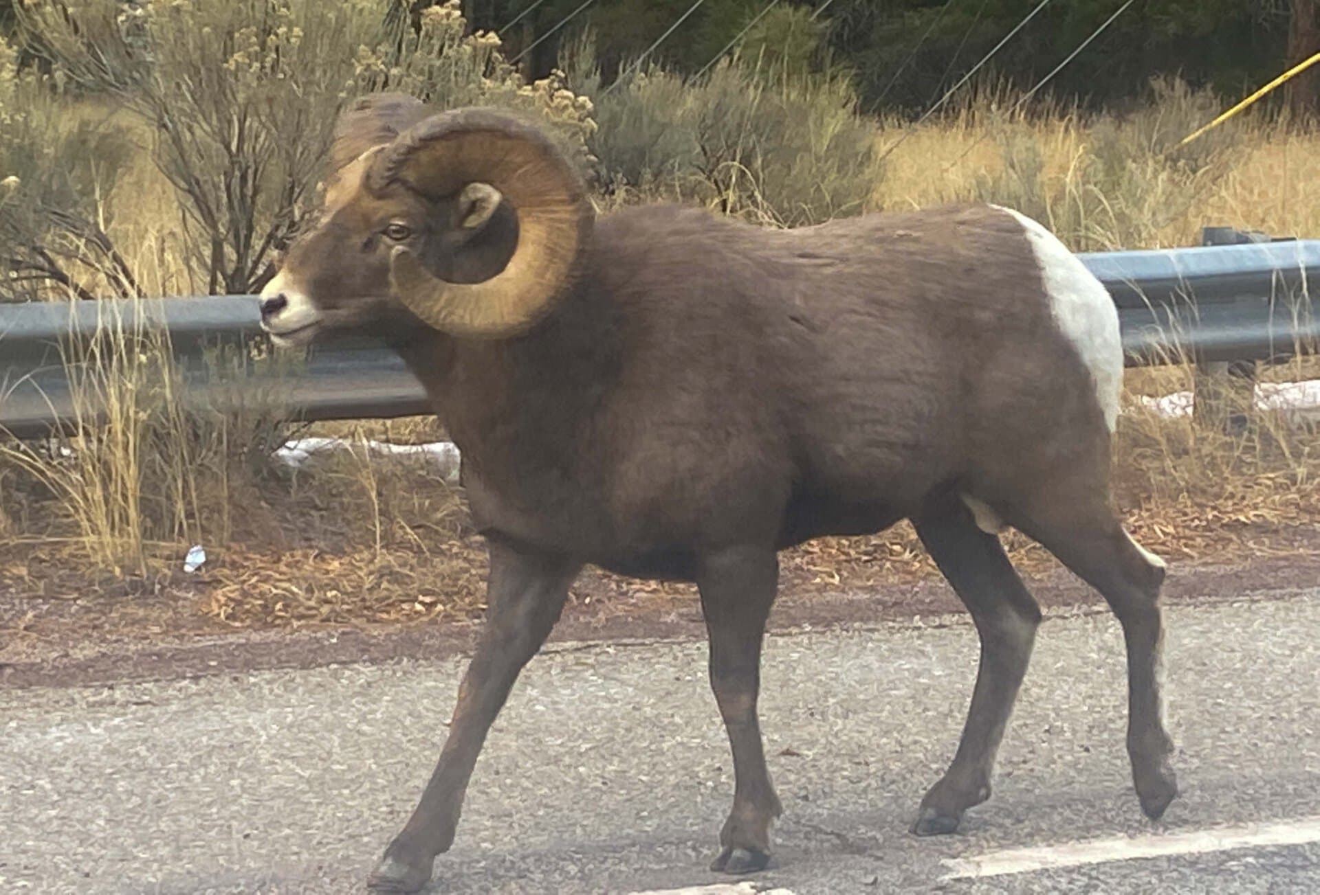 jim vidamour nm agent big horn sheep