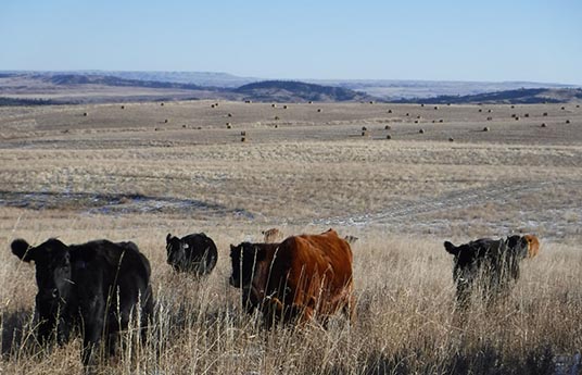 Montana Cattle Ranch For Sale Fay Ranches