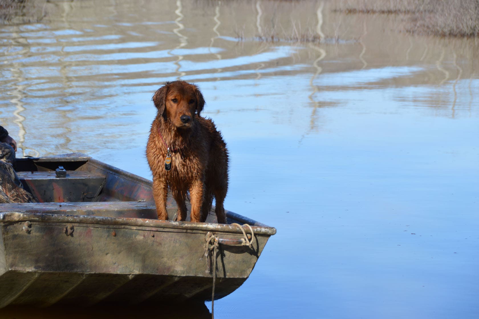 Mallard Rest Mississippi Dog Ready for Hunt