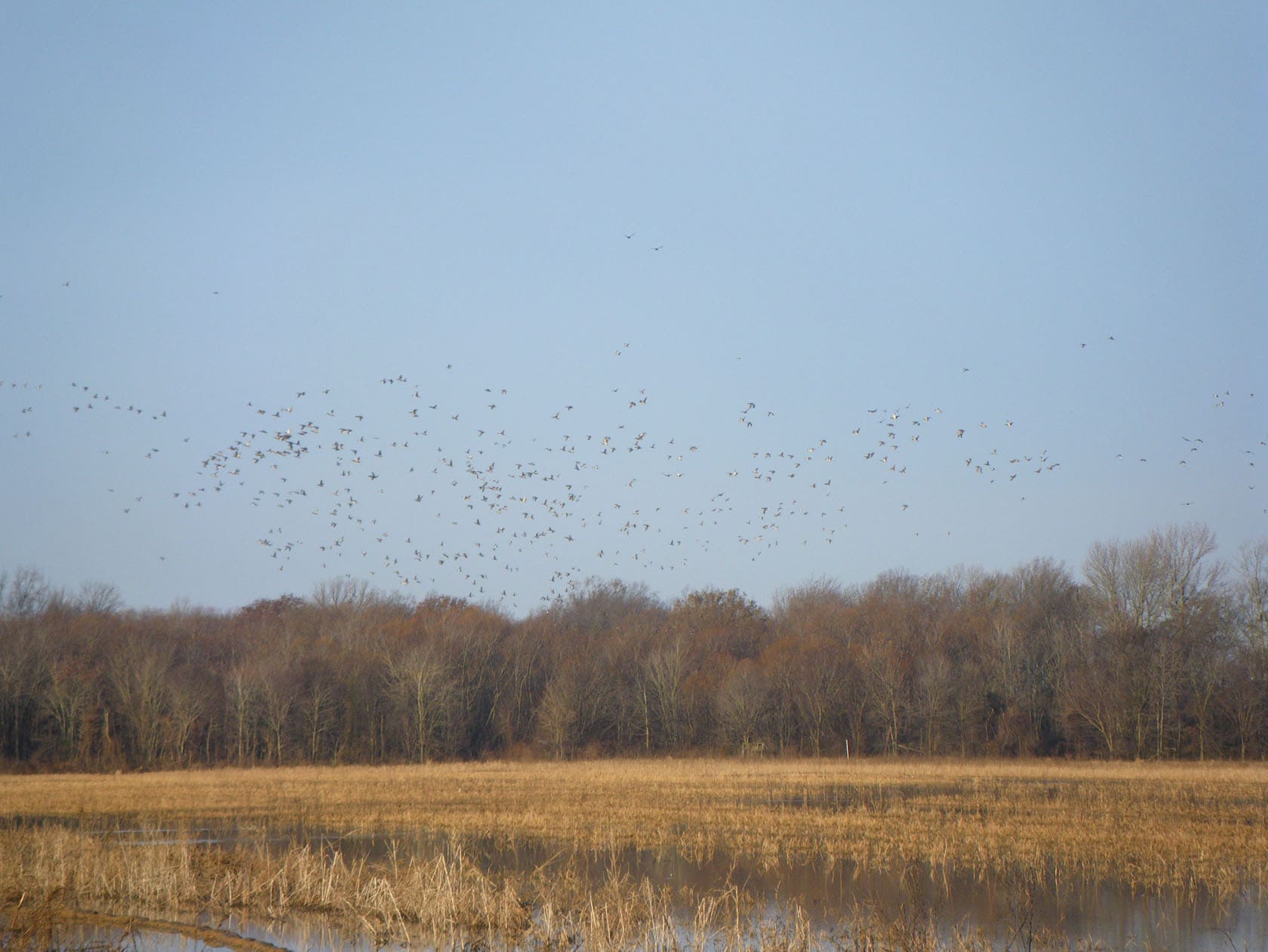 Mallard Rest Mississippi Ducks Flying Over Land