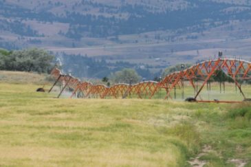 Irrigated Farm for Sale Montana Danas Point Ranch