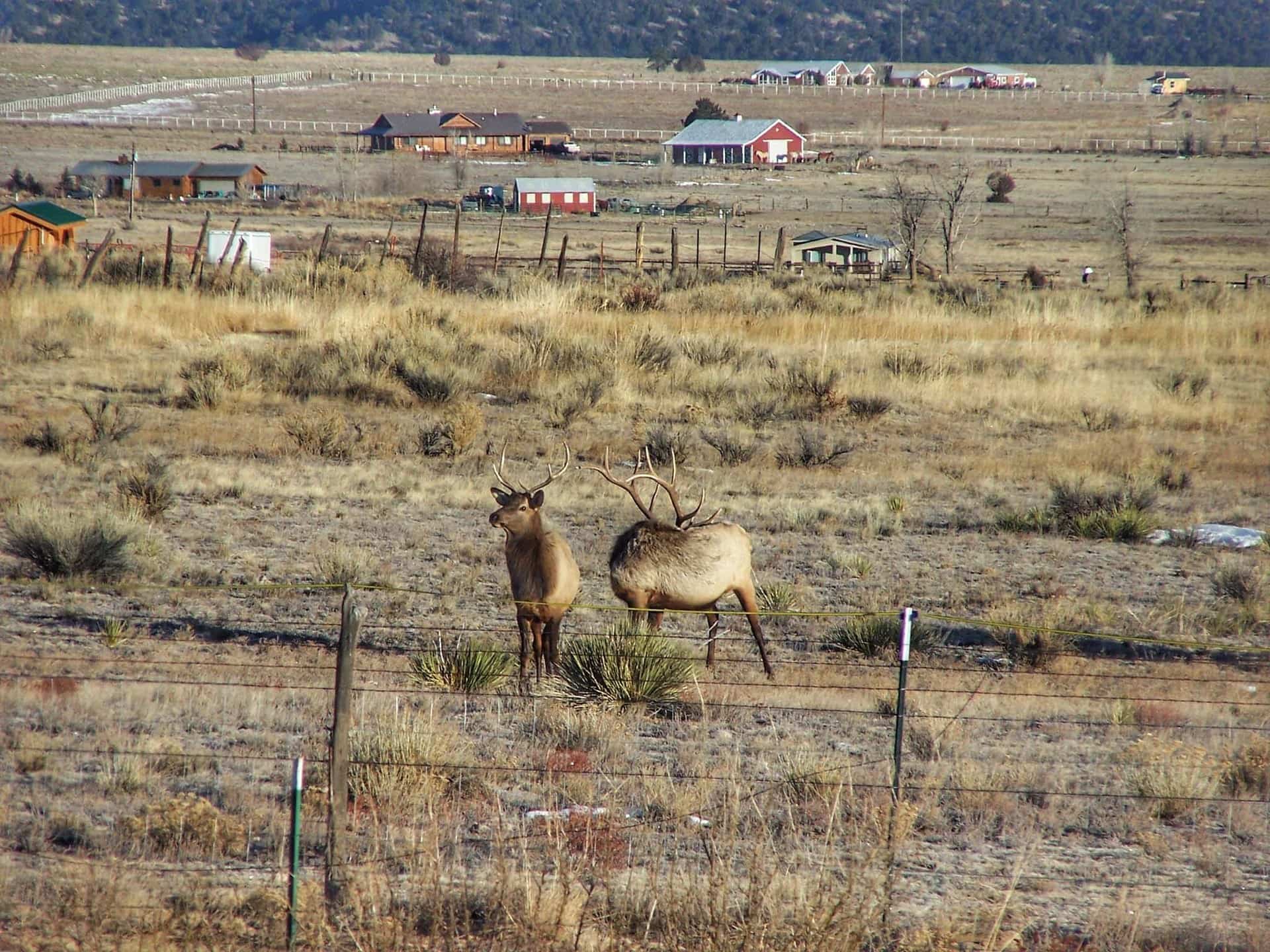 Bull Elk Corner Post Ranch Colorado