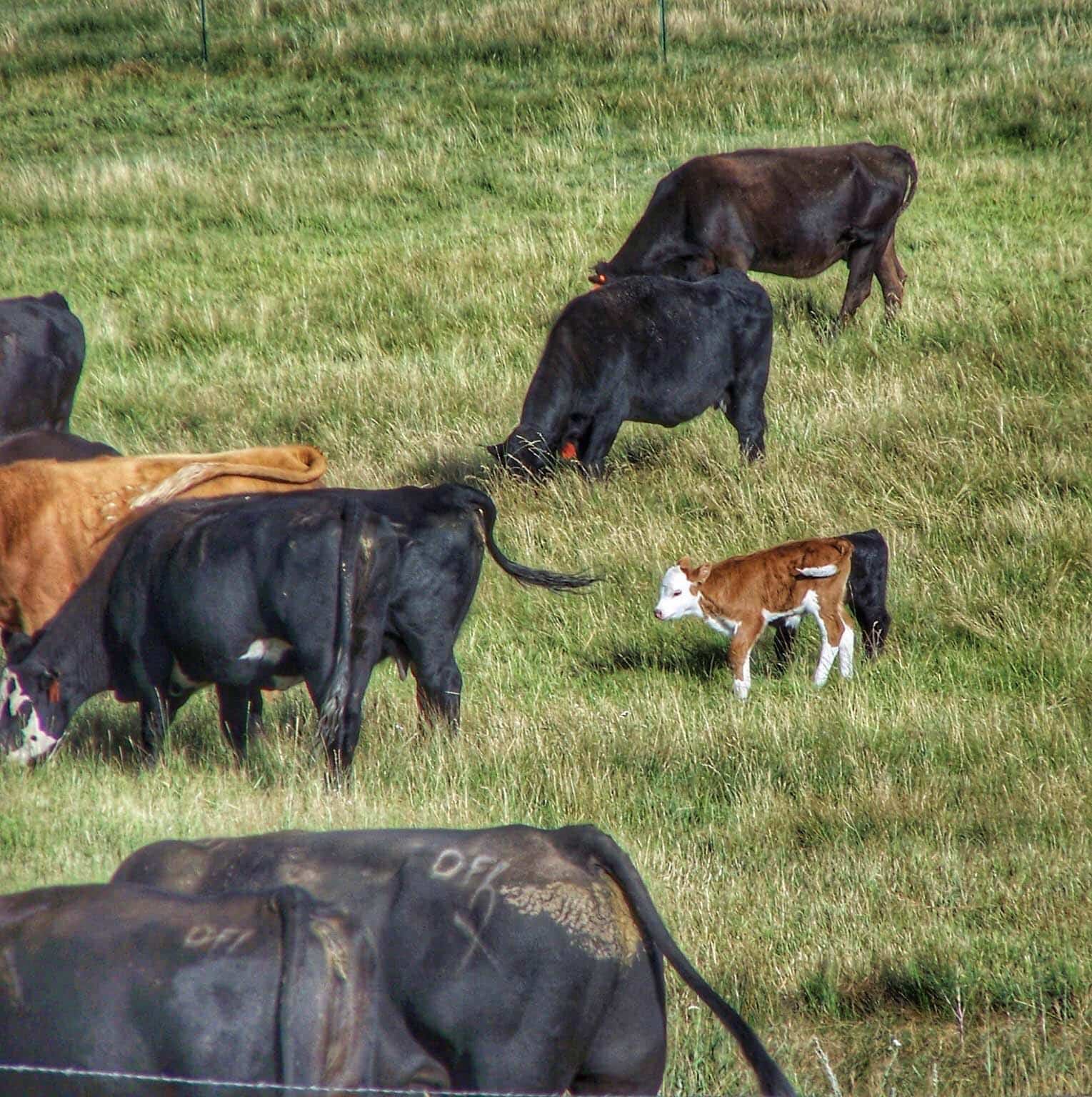 Cattle Grazing Property Colorado Corner Post Ranch