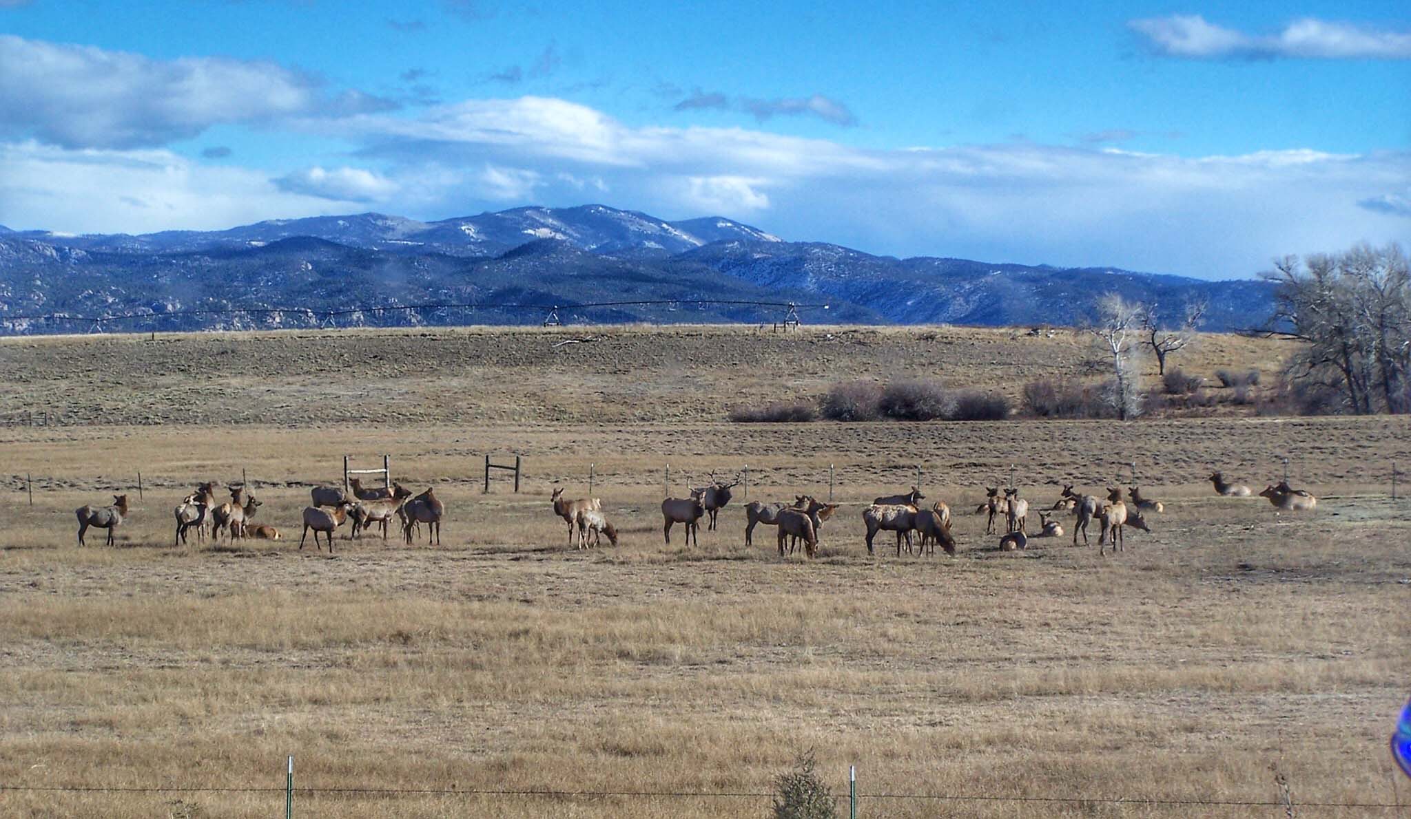 Elk Herd Corner Post Ranch Colorado