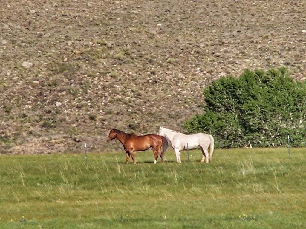 Horse Property Colorado Corner Post Ranch