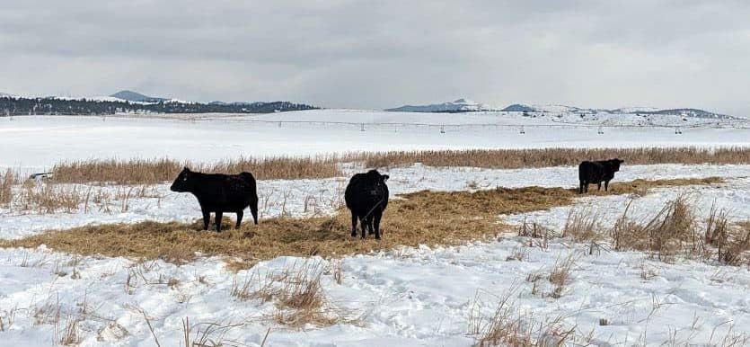 Winter Cattle Grazing Montana Danas Point Farm