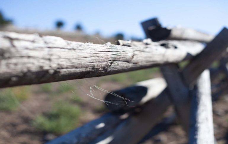 Cattle Fencing Modern Ranching