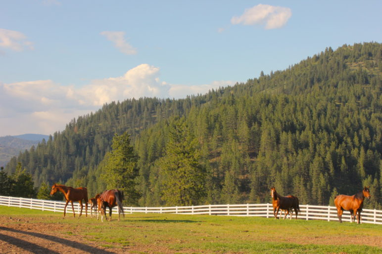 Black Rock Horse Ranch Idaho Equestrian Property Fay Ranches