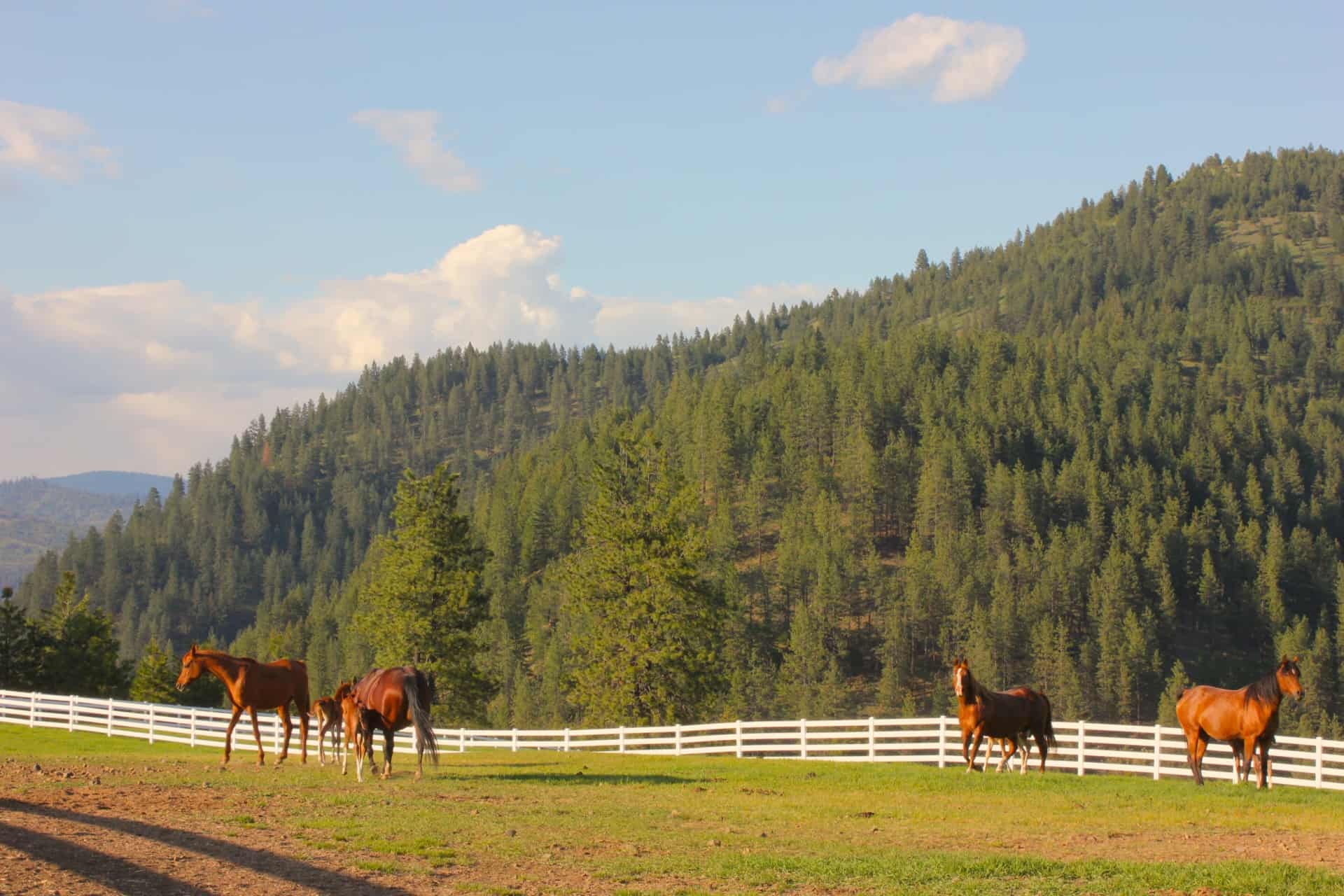 equine pasture for sale idaho black rock horse ranch