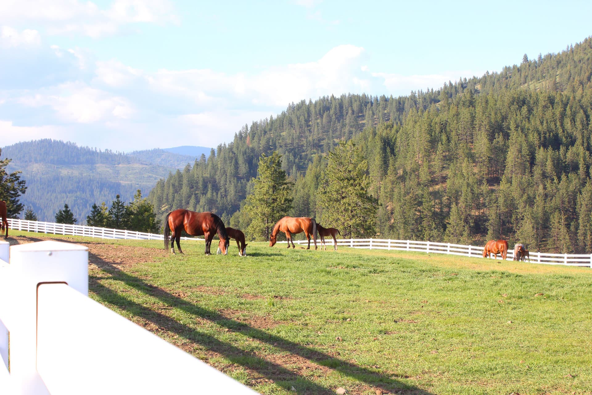 horses and timber idaho black rock ranch