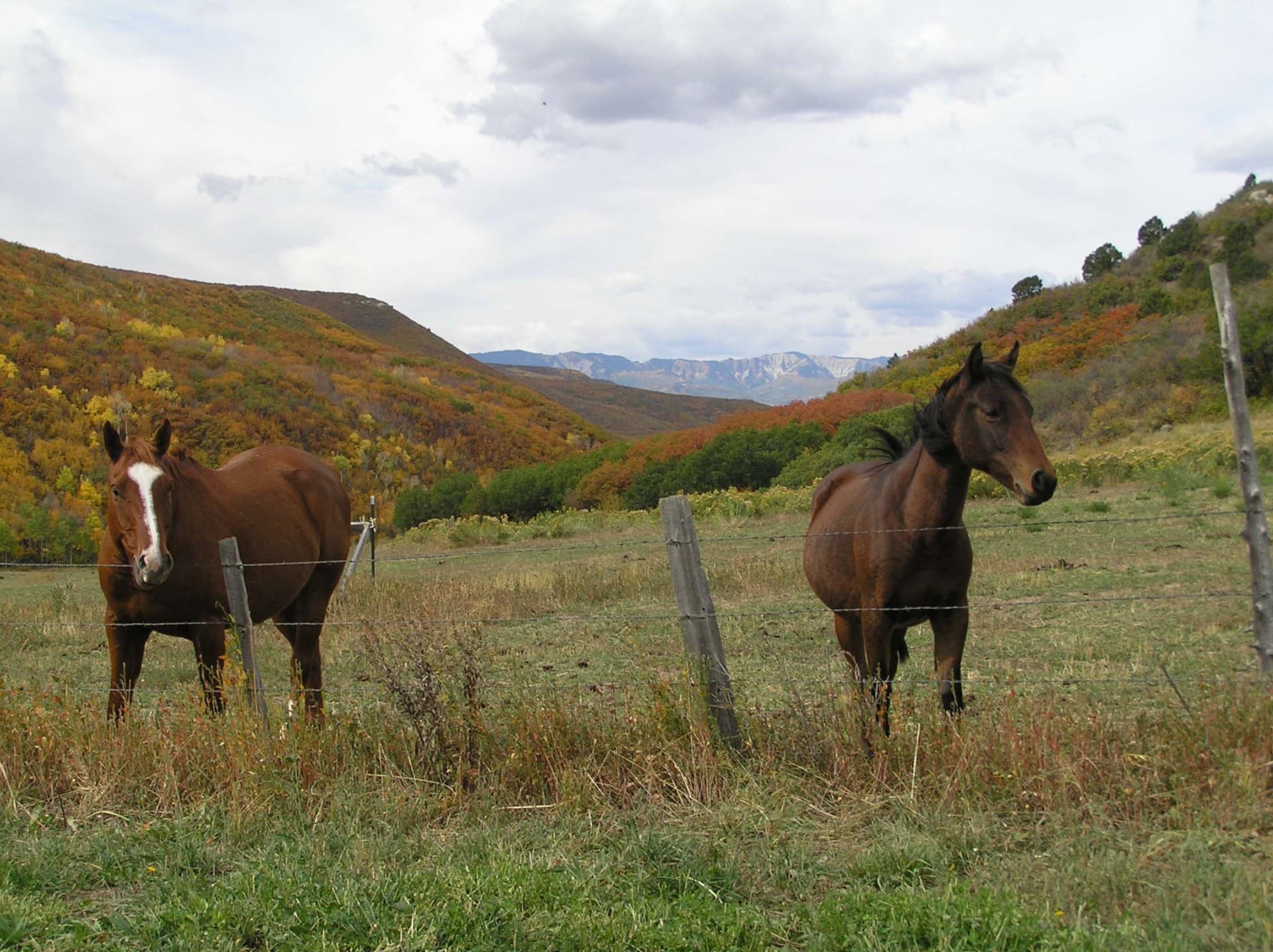 Horses Colorado Up The Creek Ranch