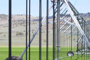 pivot in alfalfa oregon tor s farms