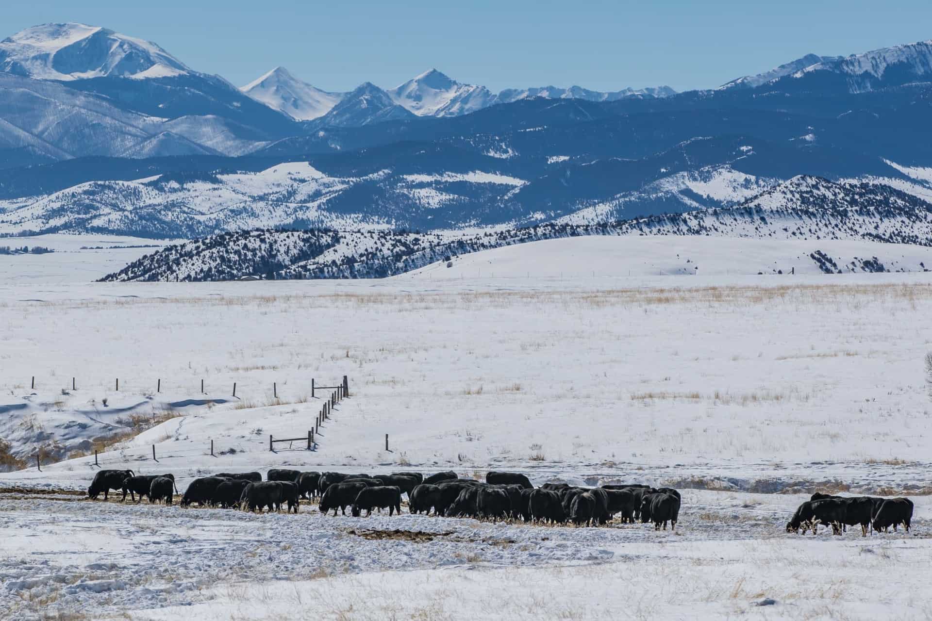 cattle property for sale montana nortn boulder river ranch