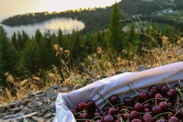 Cherries Over Lake Montana Glacier Fresh Cherry Orchard