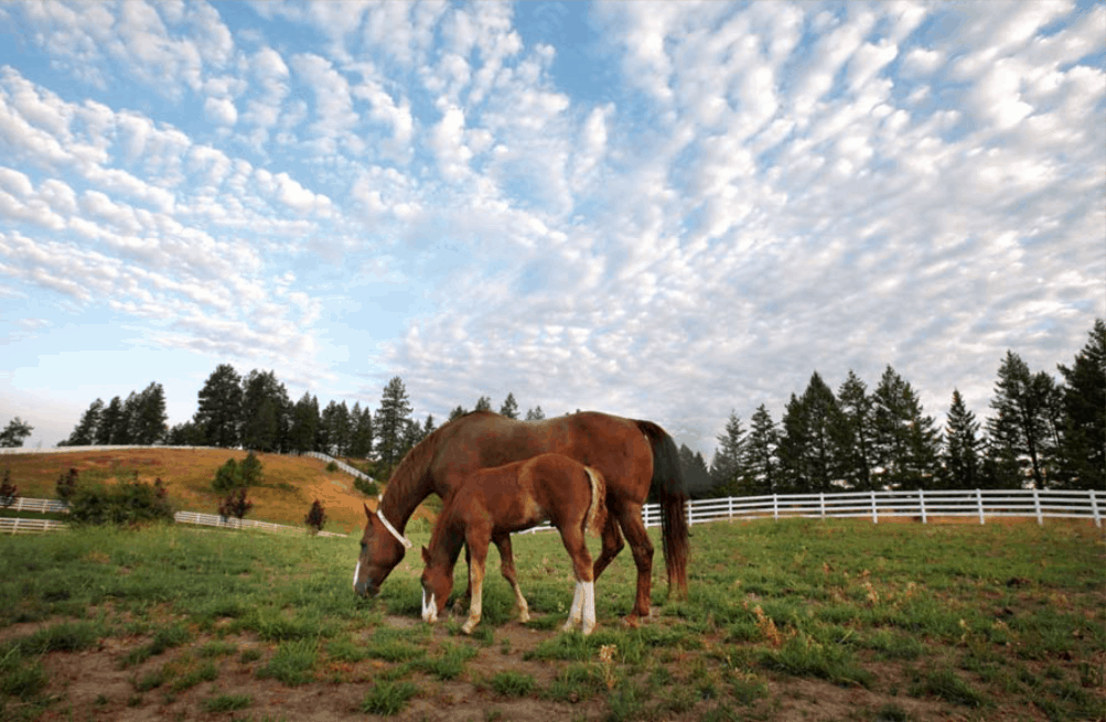 equestrian facility pasture idaho black rock horse ranch