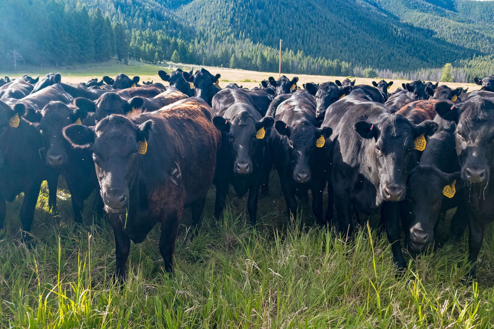 farms land for sale montana eagle rock ranch on the wise river Fay