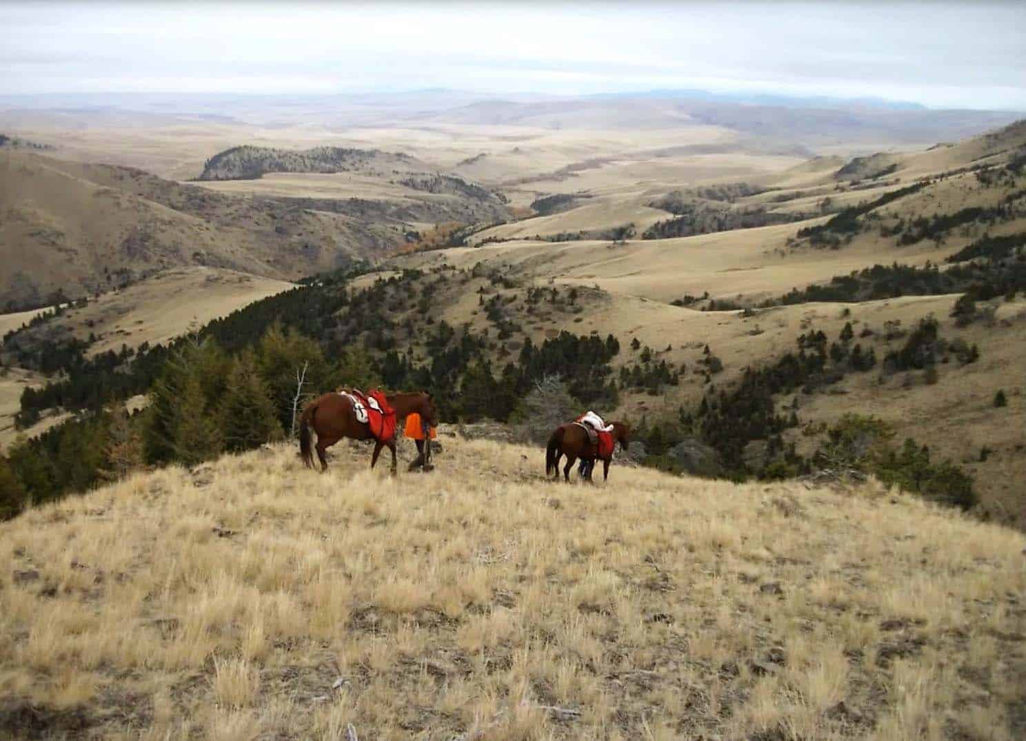 horse ridding montana west hound creek ranch