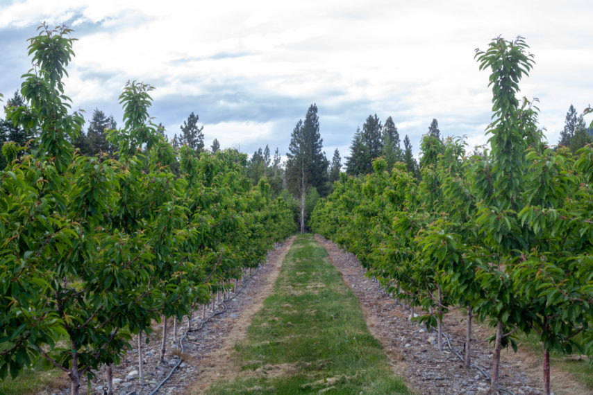 Glacier Fresh Cherry Orchard Bigfork Montana Fay Ranches
