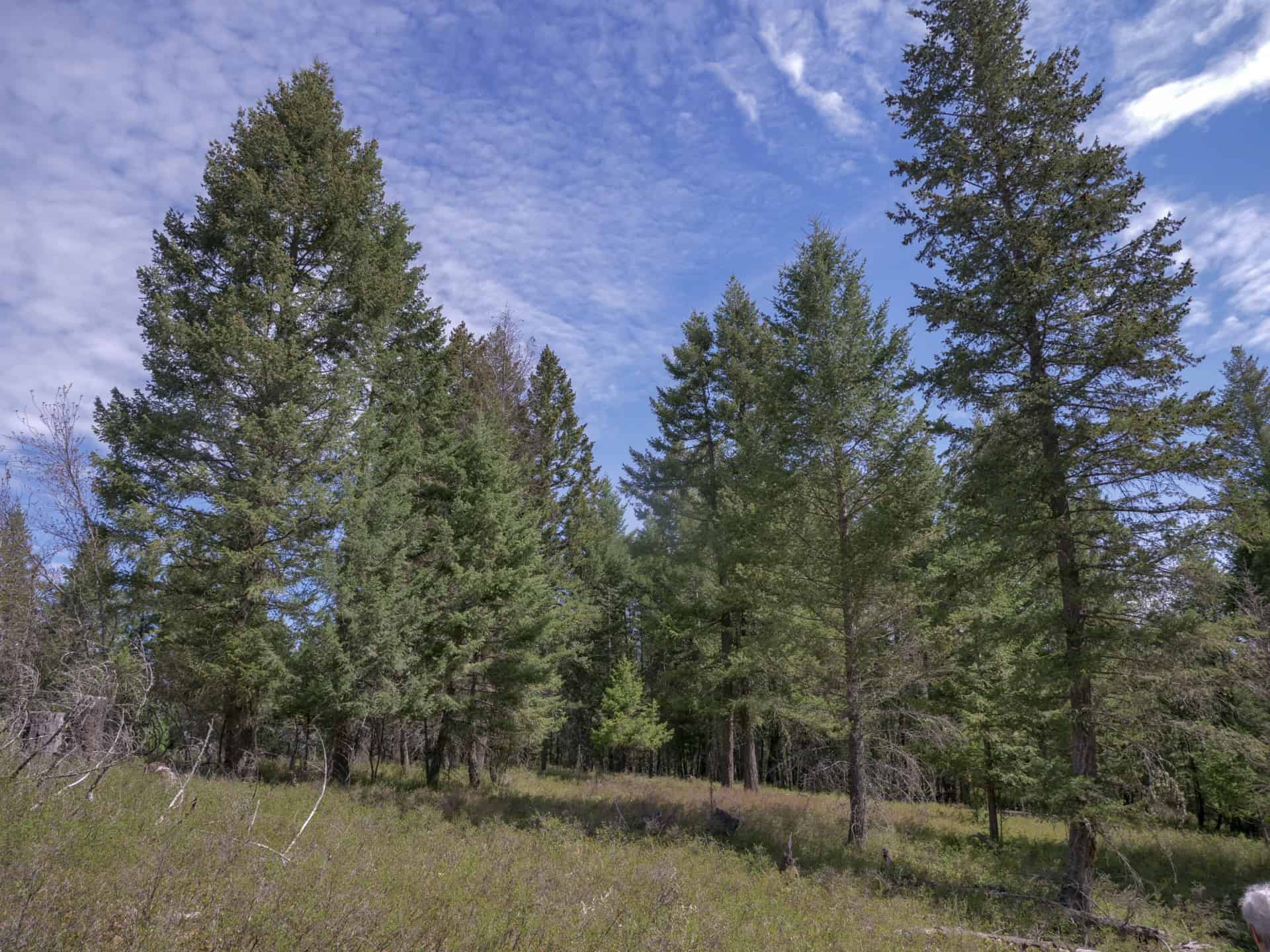 Tall Pine Trees Montana Swan Mountain Ranch