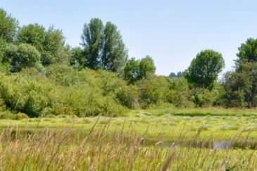 Oregon Farm for Sale Bear Creek Pheasant Farm