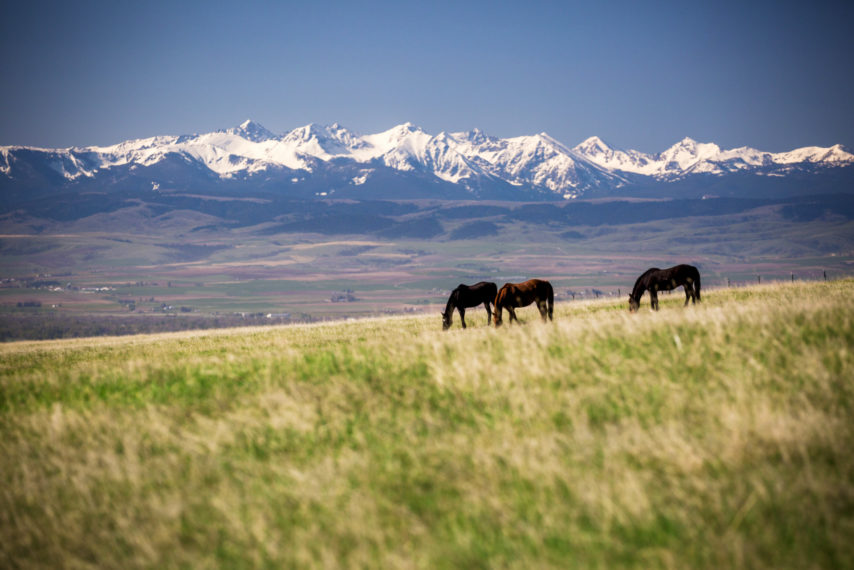 Bridger Plateau Ranch Belgrade Montana Fay Ranches