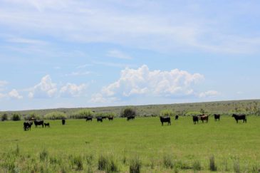 cattle grazing obendorf ranch