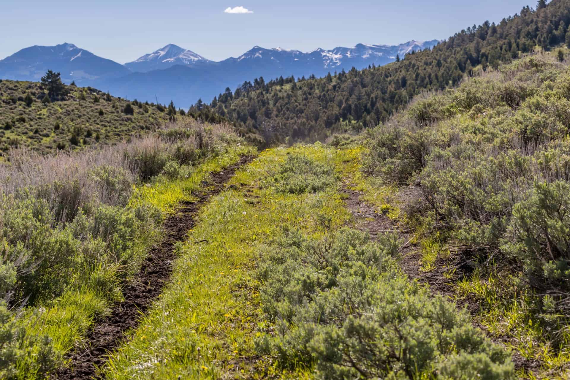 green path montana v timber creek ranch