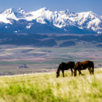 montana ranch for sale bridger plateau