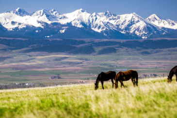 montana ranch for sale bridger plateau