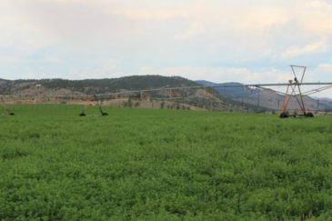 Montana Irrigated Farm for Sale Rea Dana Point Farm