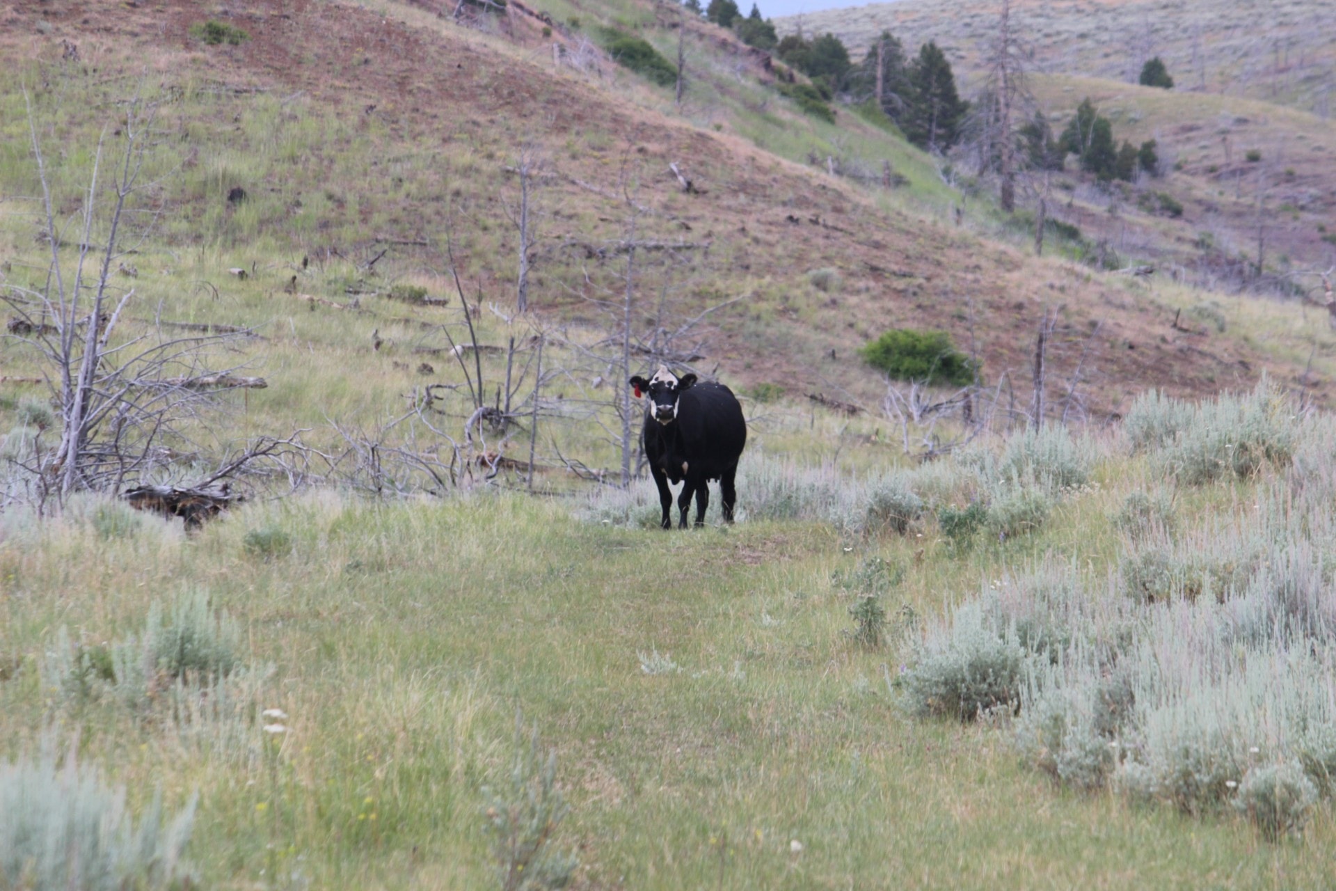 agricultural land for sale montana dry creek mountain ranch