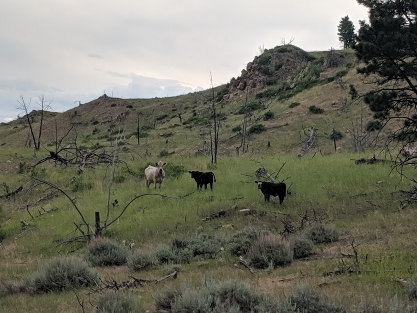 Cattle Montana Dry Creek Mountain Ranch