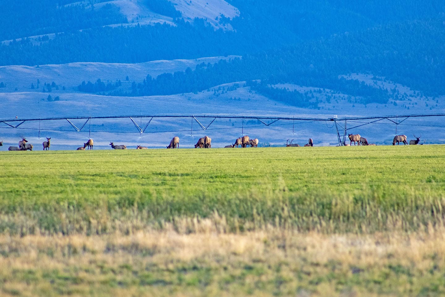 elk feeding idaho little eight mile ranch