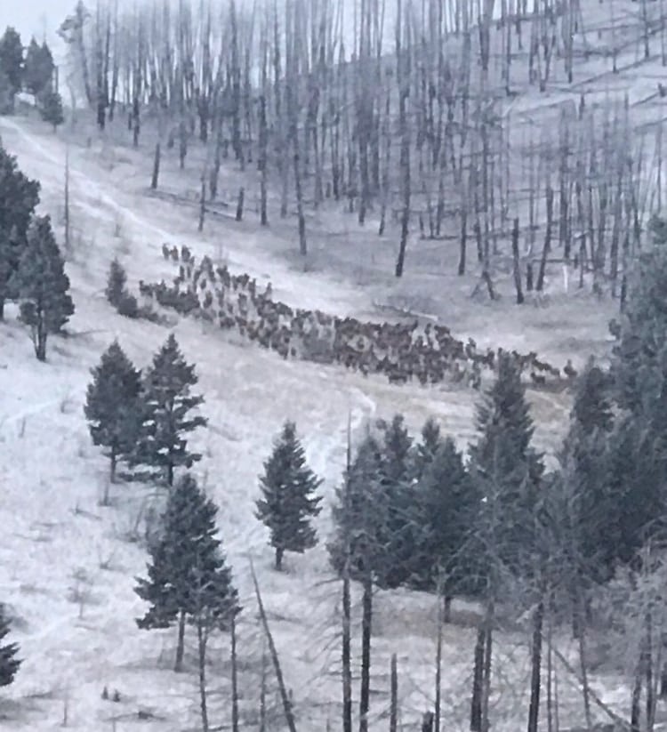 elk herd montana dry creek hunting retreat ranch