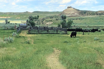 Montana Working Farm for Sale Plum Coulee Fork Ranch