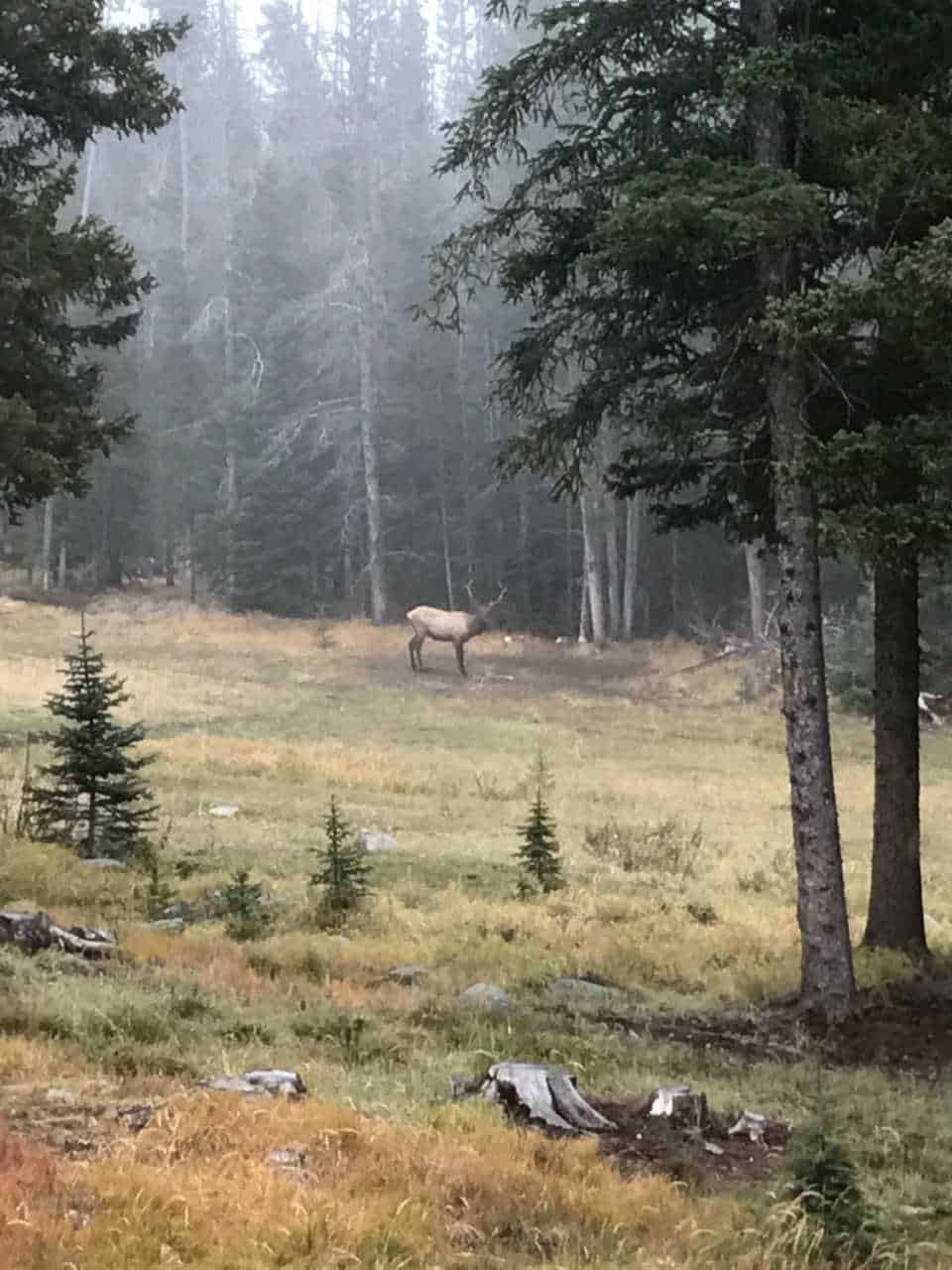Elk in Meadow Montana Hoodoo Creek Mountain Retreat