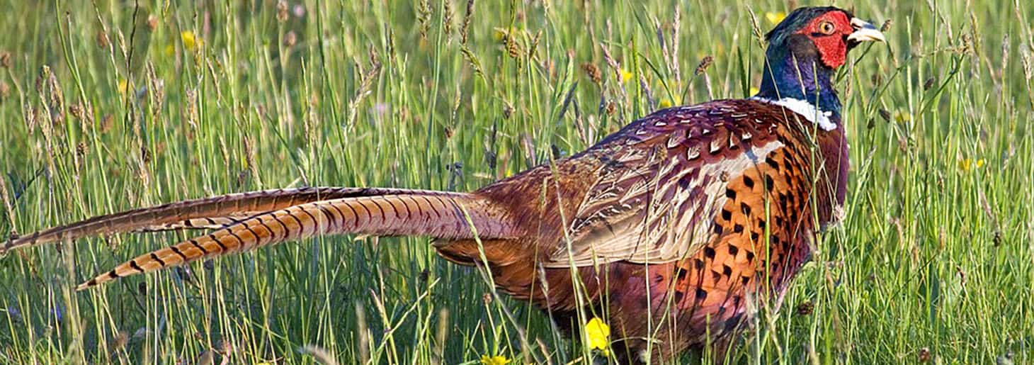 Upland Bird Hunting Properties For Sale Near Me Pheasant Hunting